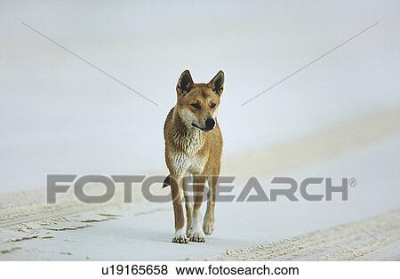 Stock Photo - Australian Dingo on beach. Fotosearch