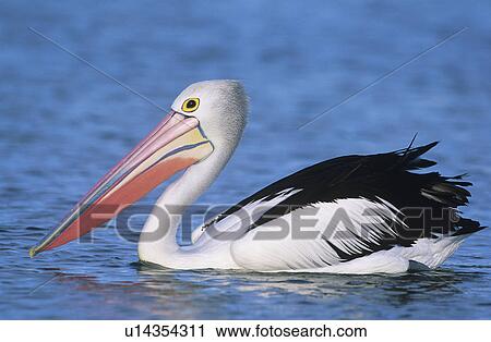 Australian Pelican on water View Large Photo Image Stock Image - Australian Pelican on water. Fotosearch