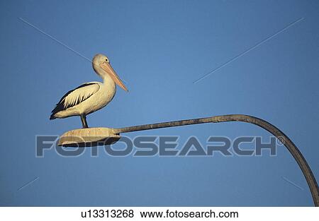 Stock Photo - Australian Pelican perched on lamp post. Fotosearch