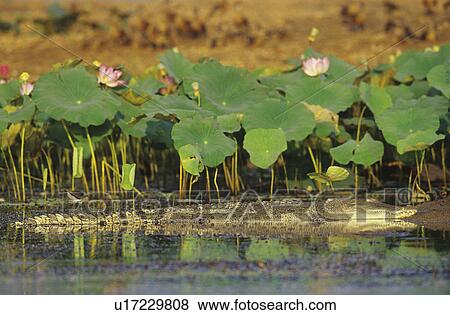 Australian Saltwater Crocodile in swamp View Large Photo Image Stock Photo - Australian Saltwater Crocodile in swamp. Fotosearch