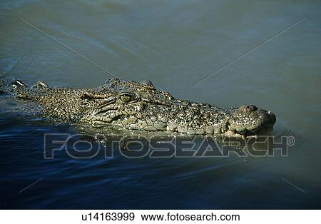 Stock Photo - Australian Saltwater Crocodile in water. Fotosearch