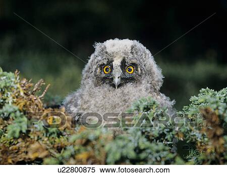 Stock Photography - Baby owl in moss. Fotosearch