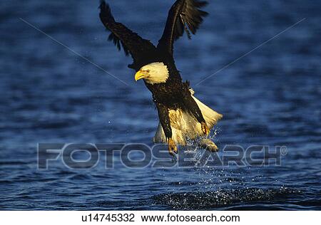 Stock Image - Bald Eagle catching fish in river. Fotosearch