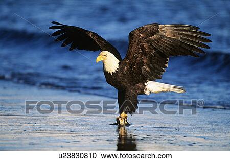 Bald Eagle catching fish in river View Large Photo Image Stock Image - Bald Eagle catching fish in river. Fotosearch