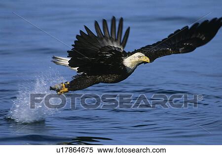 Bald Eagle catching fish in river View Large Photo Image Stock Photography - Bald Eagle catching fish in river. Fotosearch