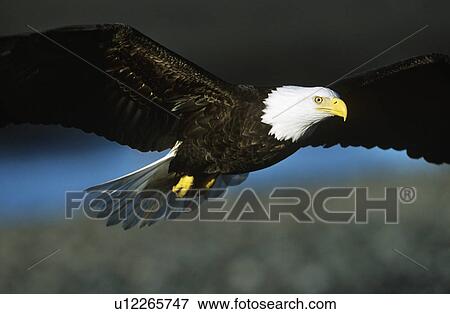Stock Photo - Bald Eagle in flight. Fotosearch