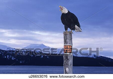 Stock Photograph - Bald Eagle perched on post in mountains. Fotosearch