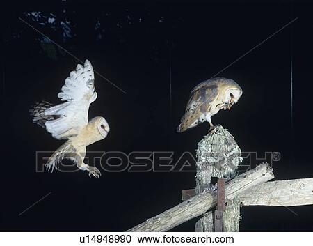 Barn owls perching on fence post View Large Photo Image Stock Image - Barn owls perching on fence post. Fotosearch
