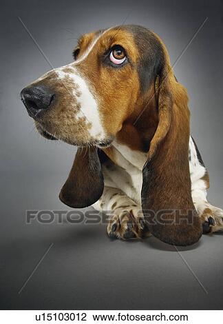 Stock Image - Basset hound close-up. Fotosearch