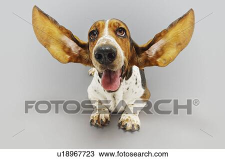 Stock Image - Basset hound lying down ears extended. Fotosearch