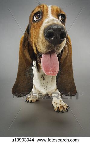 Basset hound panting close-up View Large Photo Image Picture - Basset hound panting close-up. Fotosearch