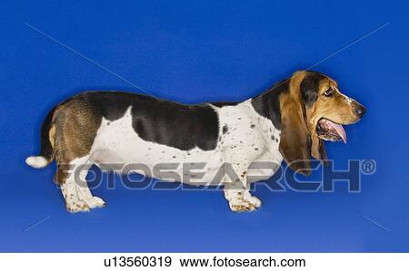 Stock Photo - Basset hound standing side view. Fotosearch