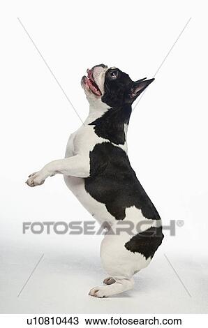 Black and white French Bulldog standing on hind legs in white studio View Large Photo Image Stock Image - Black and white French Bulldog standing on hind legs in white studio. Fotosearch
