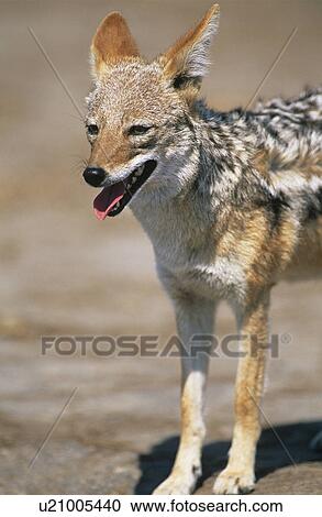 Stock Image - Black-backed Jackal (Canis Mesomelas) on savannah. Fotosearch