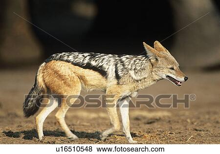 Stock Photo - Black-backed Jackal (Canis Mesomelas) on savannah. Fotosearch