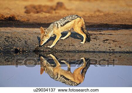 Stock Photo - Black-backed Jackal (Canis Mesomelas) at waterhole. Fotosearch