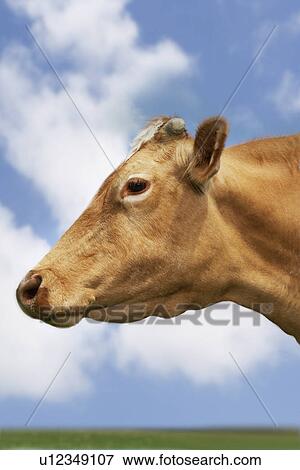 Stock Photo - Brown cow in field side view close-up of head. Fotosearch
