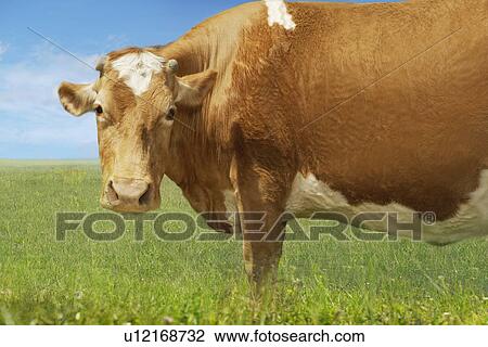Stock Image - Brown cow in field side view. Fotosearch