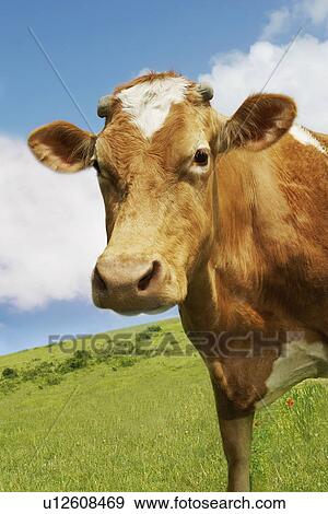 Brown cow in field View Large Photo Image Stock Photo - Brown cow in field. Fotosearch