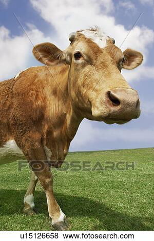 Stock Photo - Brown cow walking in field. Fotosearch