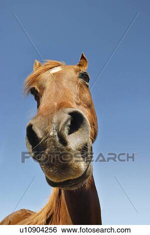 Stock Photograph - Brown horse against clear sky low angle view close-up of snout. Fotosearch