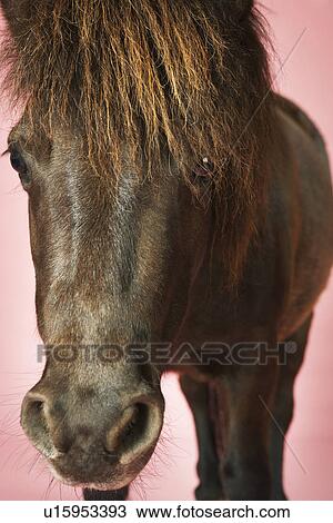 Stock Image - Brown horse against pink background close-up of head. Fotosearch