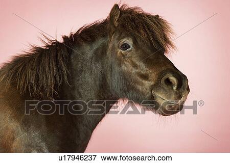 Brown horse against pink background close-up of head View Large Photo Image Stock Photo - Brown horse against pink background close-up of head. Fotosearch
