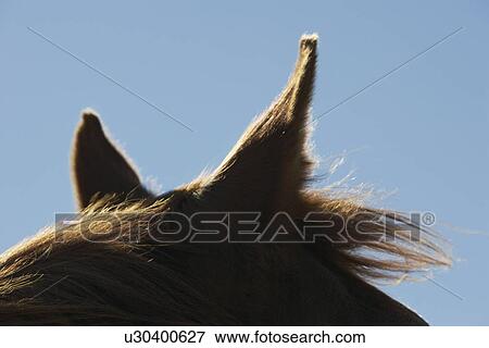 Brown horse against sky close-up of ears View Large Photo Image Stock Photo - Brown horse against sky close-up of ears. Fotosearch