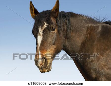 Stock Photo - Brown horse against sky close-up of head. Fotosearch