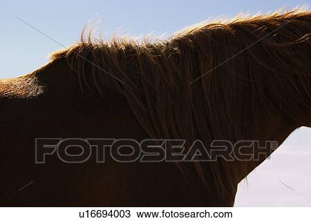 Brown horse against sky close-up of neck and mane View Large Photo Image Stock Image - Brown horse against sky close-up of neck and mane. Fotosearch