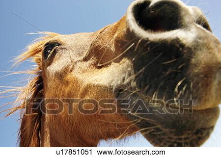 Brown horse against sky close-up of snout View Large Photo Image Stock Image - Brown horse against sky close-up of snout. Fotosearch