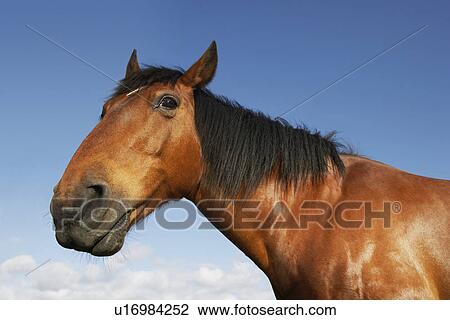 Brown horse against sky View Large Photo Image Stock Image - Brown horse against sky. Fotosearch
