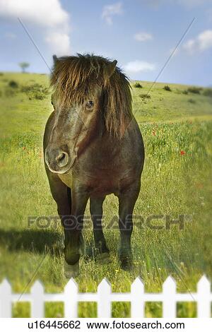 Brown horse in green field behind fence (digital composite) View Large Photo Image Stock Image - Brown horse in green field behind fence (digital composite). Fotosearch
