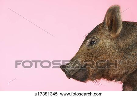 Brown pig against pink background side view of head View Large Photo Image Stock Photography - Brown pig against pink background side view of head. Fotosearch