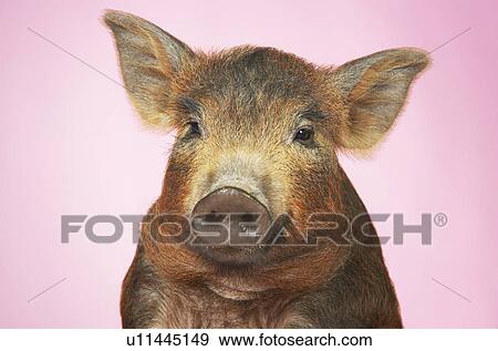 Stock Photo - Brown pig against pink background close-up. Fotosearch