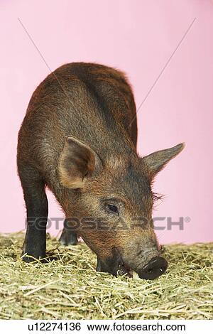 Brown pig on hay against pink background View Large Photo Image Stock Photograph - Brown pig on hay against pink background. Fotosearch