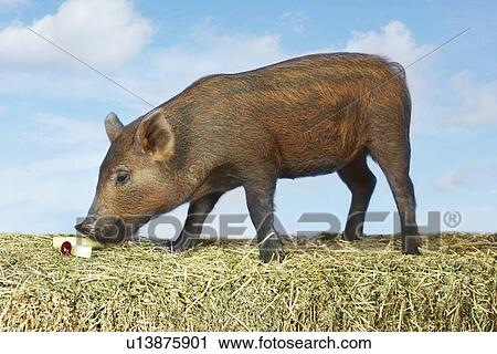 Stock Image - Brown pig sniffing food on hay against sky background side view (digital composite). Fotosearch
