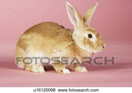 Brown rabbit on pink background View Large Photo Image Stock Photo - Brown rabbit on pink background. Fotosearch