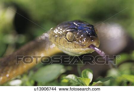 Picture - Brown snake close-up. Fotosearch