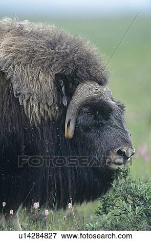 Stock Photo - Buffalo close-up of head. Fotosearch