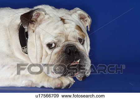 Stock Photo - Bulldog close-up. Fotosearch