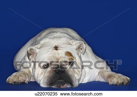Bulldog lying down front view View Large Photo Image Stock Photography - Bulldog lying down front view. Fotosearch