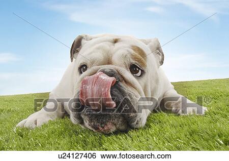 Stock Photograph - Bulldog lying down licking nose close-up. Fotosearch