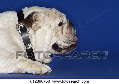 Stock Photograph - Bulldog lying down profile. Fotosearch