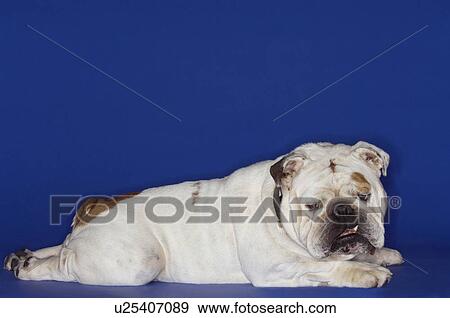 Stock Photo - Bulldog lying prone side view. Fotosearch