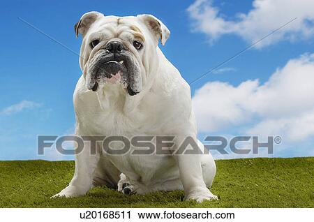 Stock Image - Bulldog sitting. Fotosearch
