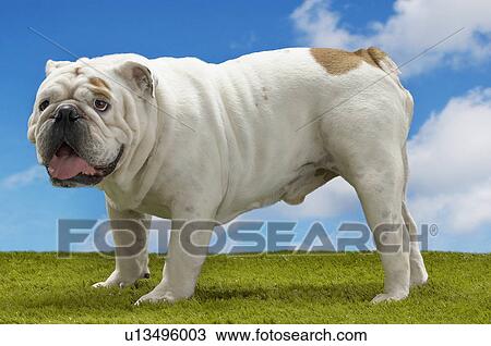Bulldog standing side view View Large Photo Image Stock Image - Bulldog standing side view. Fotosearch