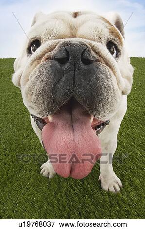 Stock Photo - Bulldog with tongue out close-up. Fotosearch