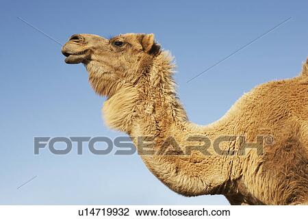 Stock Image - Camel against clear sky side view of neck and head. Fotosearch