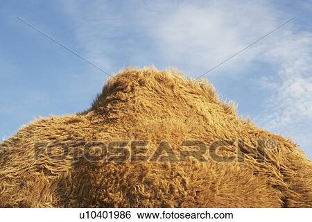 Stock Photograph - Camel against sky side view of hump. Fotosearch